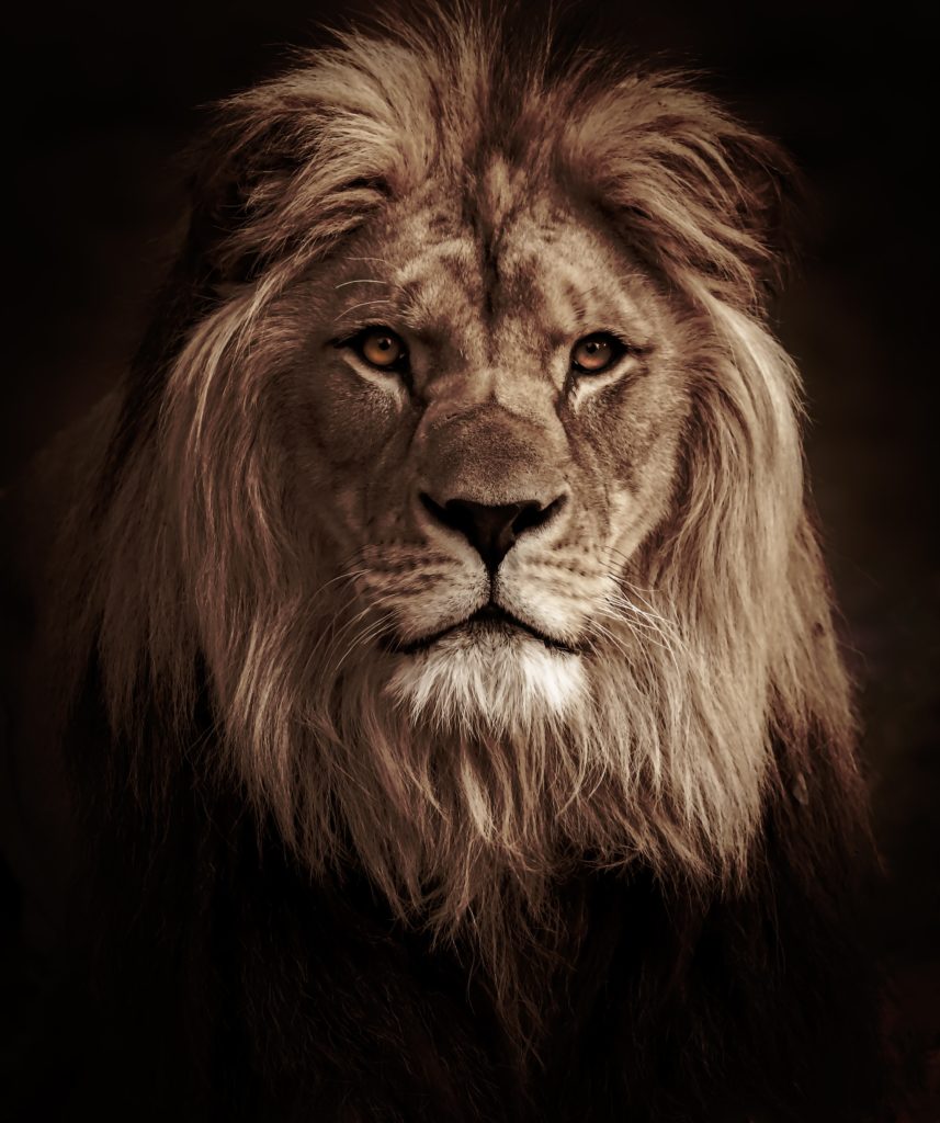 lion