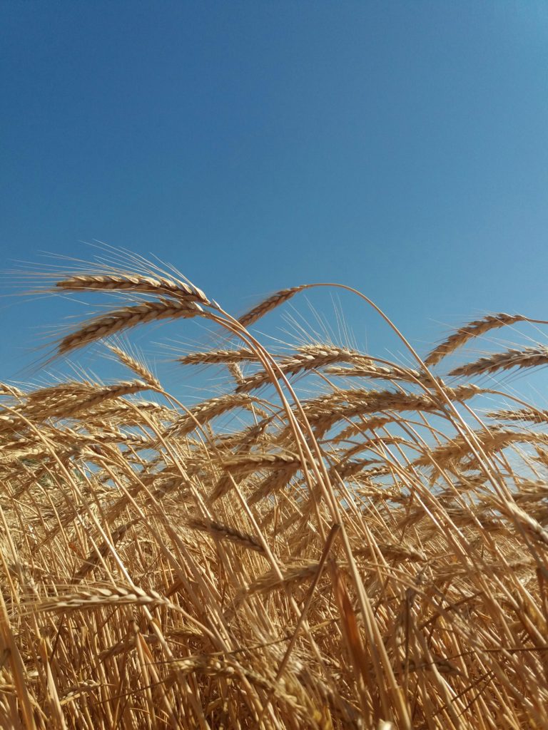 agroalimentaire champ de blé